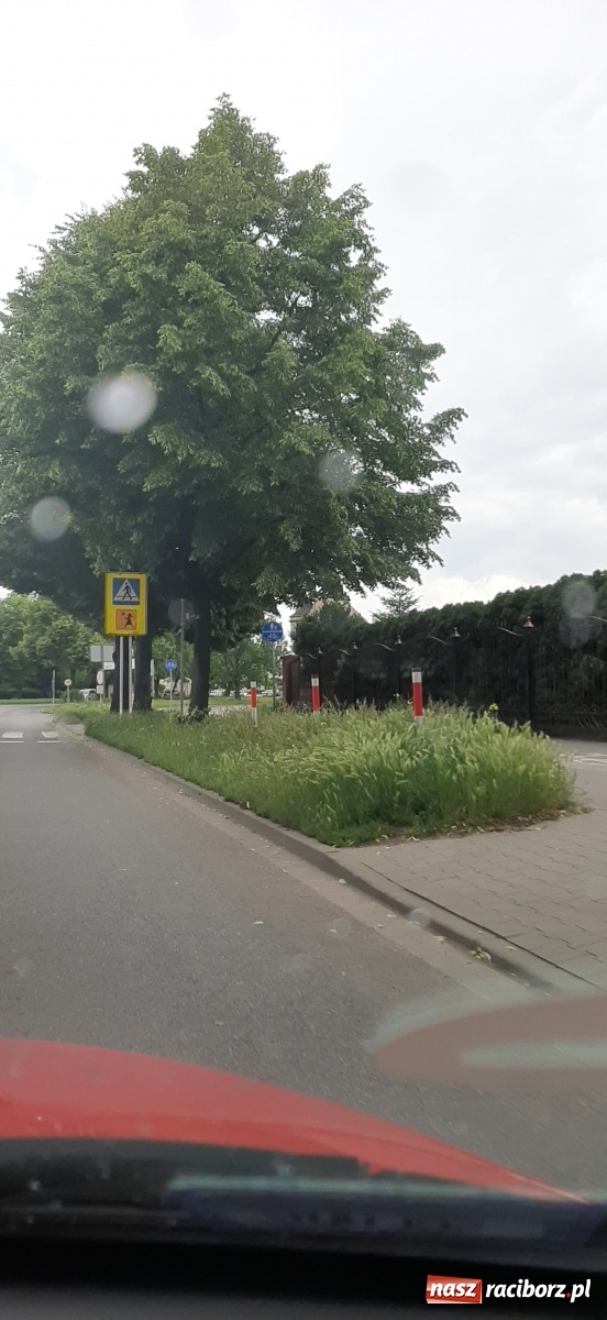 Zdjęcie w galerii na portalu naszraciborz.pl: Racibórz zarasta trawami. Akurat! Oto stanowisko Urzędu Miasta  wiadomości z regionu