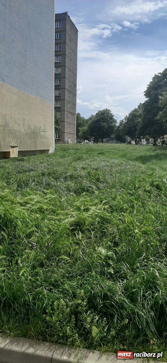 Zdjęcie w galerii na portalu naszraciborz.pl: Racibórz zarasta trawami. Akurat! Oto stanowisko Urzędu Miasta  wiadomości z regionu