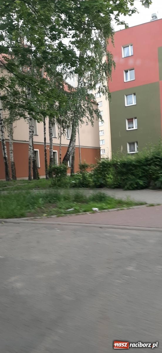 Zdjęcie w galerii na portalu naszraciborz.pl: Racibórz zarasta trawami. Akurat! Oto stanowisko Urzędu Miasta  wiadomości z regionu