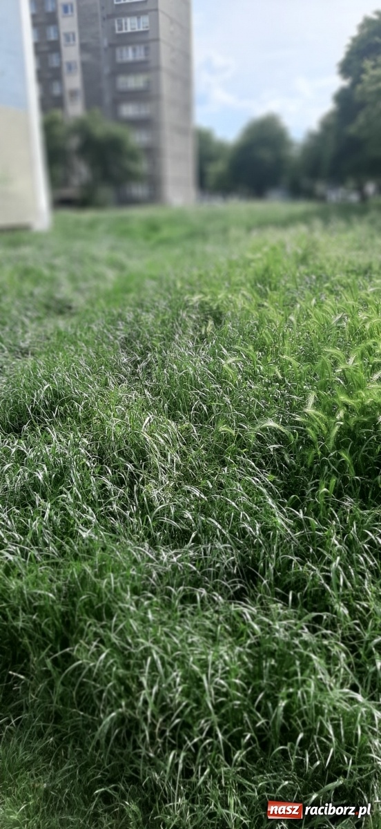 Zdjęcie w galerii na portalu naszraciborz.pl: Racibórz zarasta trawami. Akurat! Oto stanowisko Urzędu Miasta  wiadomości z regionu