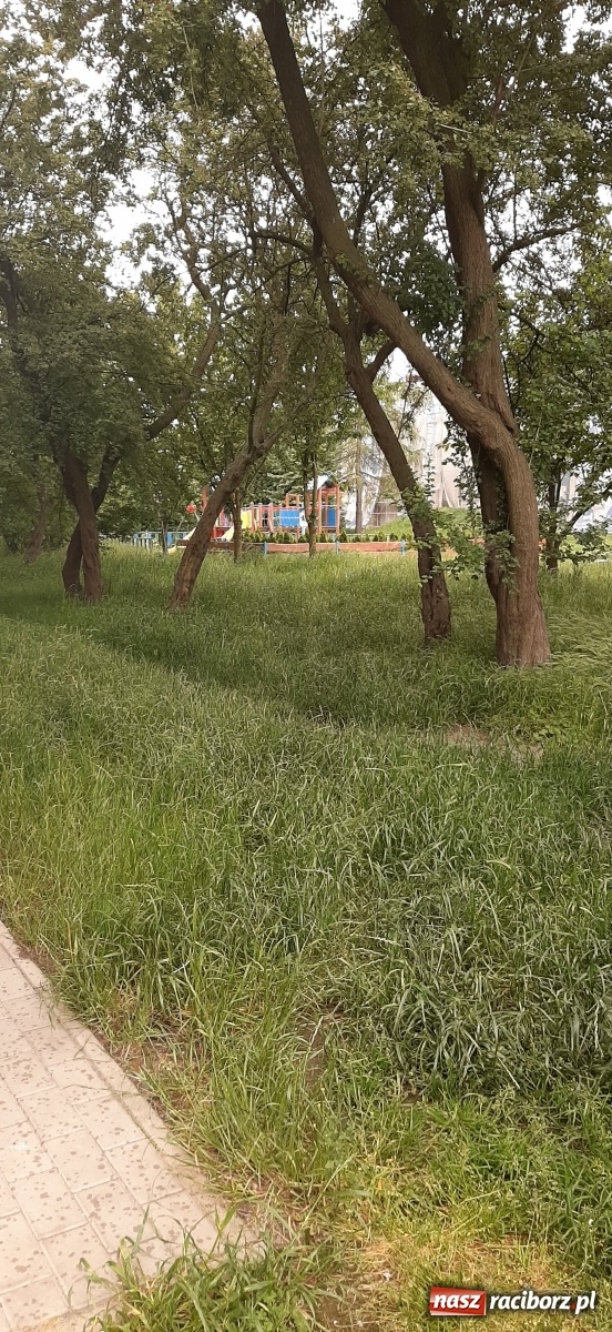 Zdjęcie w galerii na portalu naszraciborz.pl: Racibórz zarasta trawami. Akurat! Oto stanowisko Urzędu Miasta  wiadomości z regionu