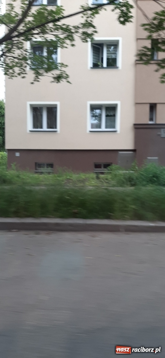 Zdjęcie w galerii na portalu naszraciborz.pl: Racibórz zarasta trawami. Akurat! Oto stanowisko Urzędu Miasta  wiadomości z regionu