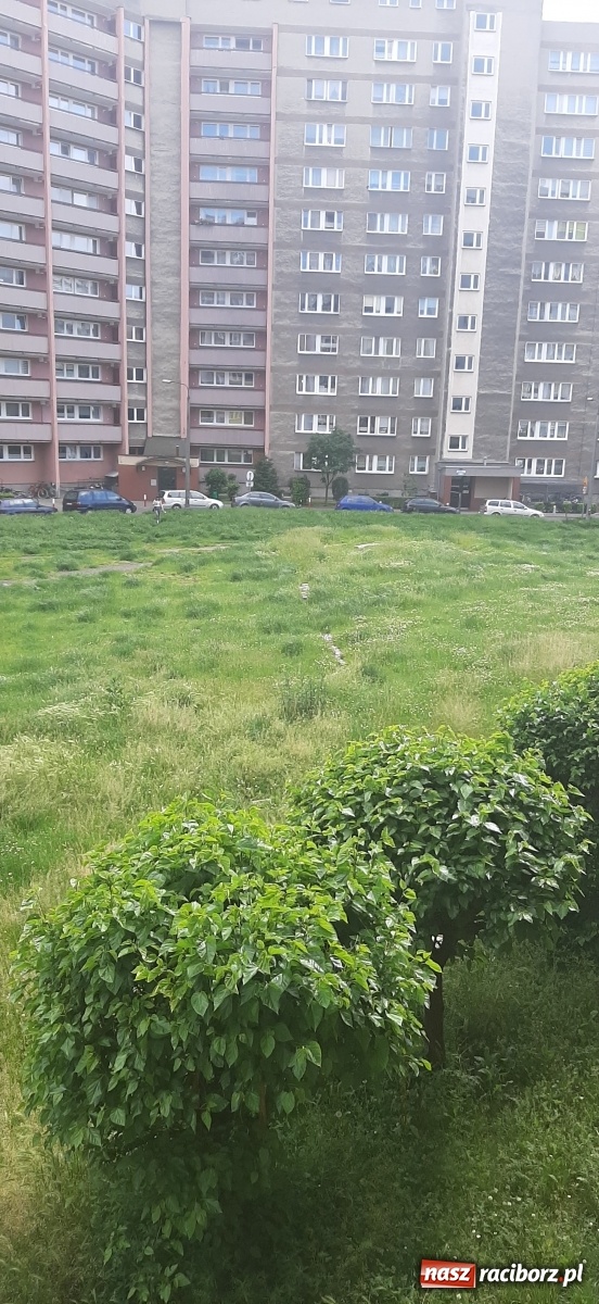 Zdjęcie w galerii na portalu naszraciborz.pl: Racibórz zarasta trawami. Akurat! Oto stanowisko Urzędu Miasta  wiadomości z regionu
