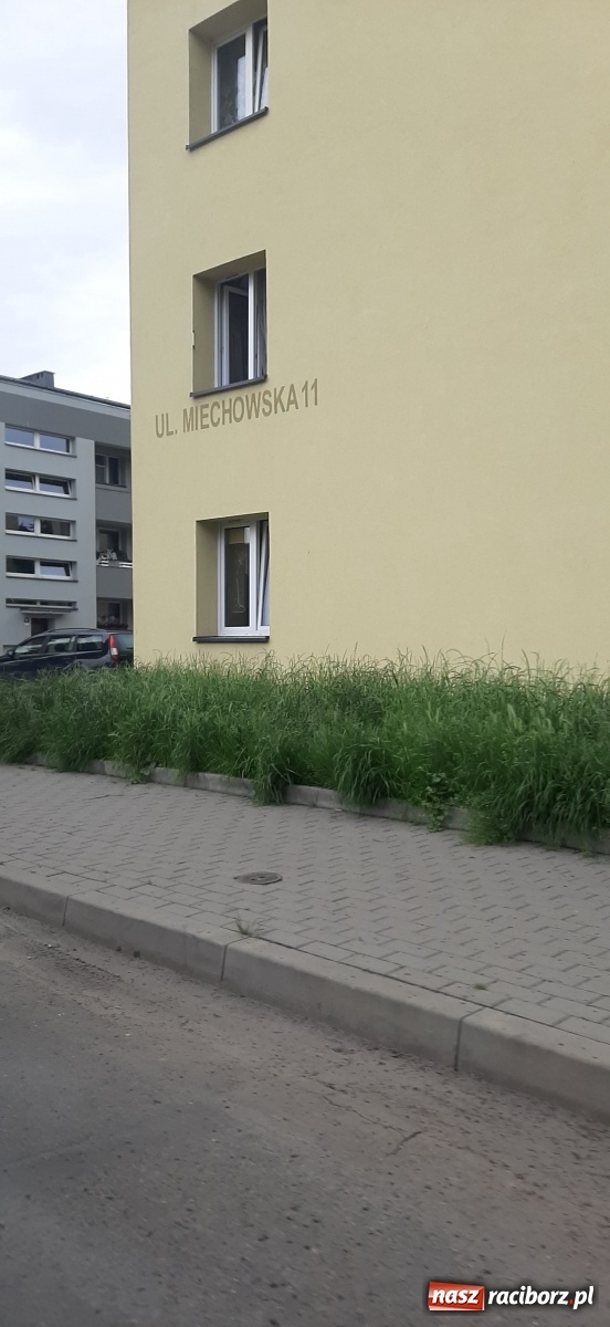 Zdjęcie w galerii na portalu naszraciborz.pl: Racibórz zarasta trawami. Akurat! Oto stanowisko Urzędu Miasta  wiadomości z regionu