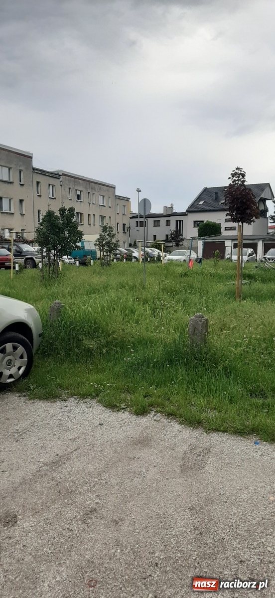 Zdjęcie w galerii na portalu naszraciborz.pl: Racibórz zarasta trawami. Akurat! Oto stanowisko Urzędu Miasta  wiadomości z regionu