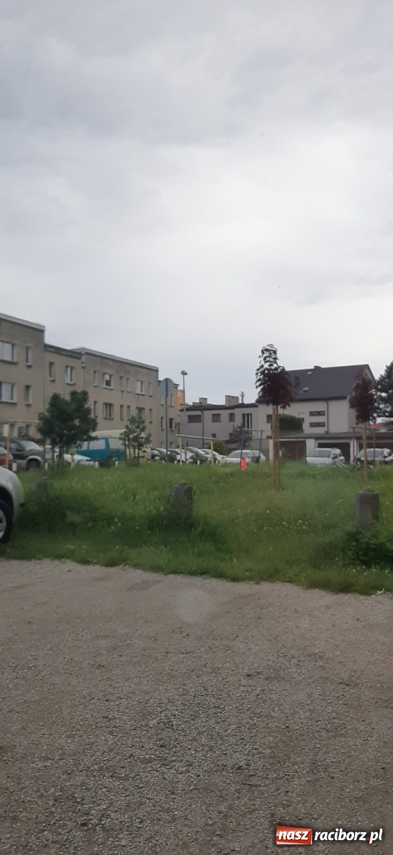 Zdjęcie w galerii na portalu naszraciborz.pl: Racibórz zarasta trawami. Akurat! Oto stanowisko Urzędu Miasta  wiadomości z regionu