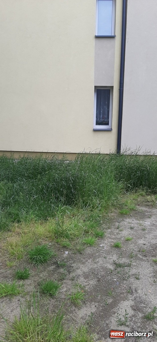 Zdjęcie w galerii na portalu naszraciborz.pl: Racibórz zarasta trawami. Akurat! Oto stanowisko Urzędu Miasta  wiadomości z regionu