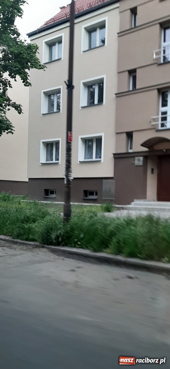 Zdjęcie w galerii na portalu naszraciborz.pl: Racibórz zarasta trawami. Akurat! Oto stanowisko Urzędu Miasta  wiadomości z regionu