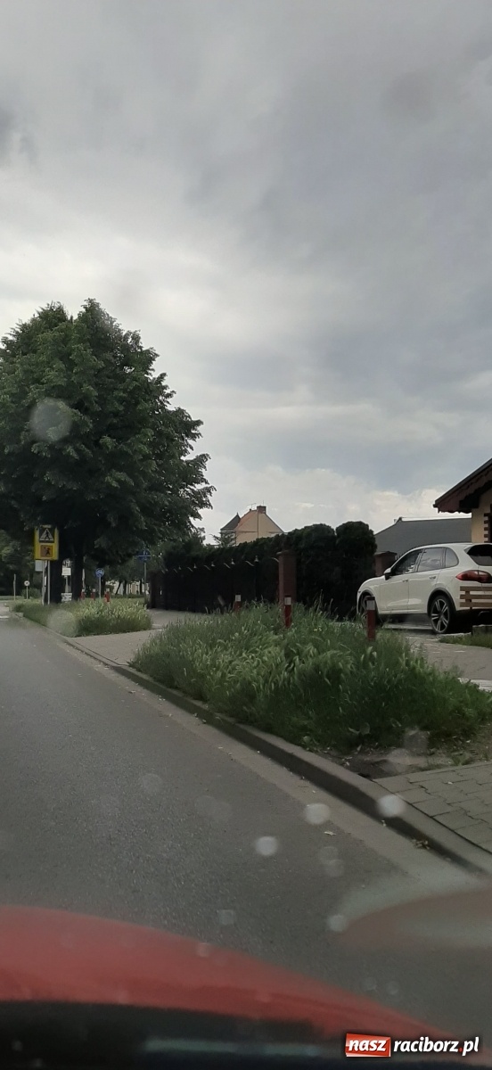 Zdjęcie w galerii na portalu naszraciborz.pl: Racibórz zarasta trawami. Akurat! Oto stanowisko Urzędu Miasta  wiadomości z regionu