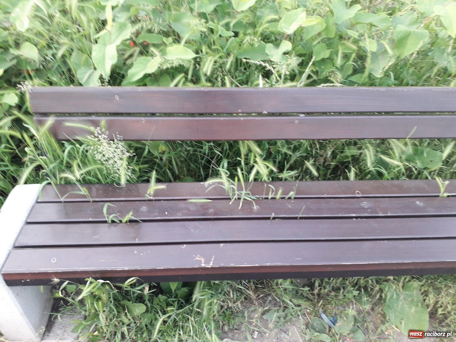 Zdjęcie w galerii na portalu naszraciborz.pl: Czy z nowymi bulwarami też tak będzie?  wiadomości z regionu