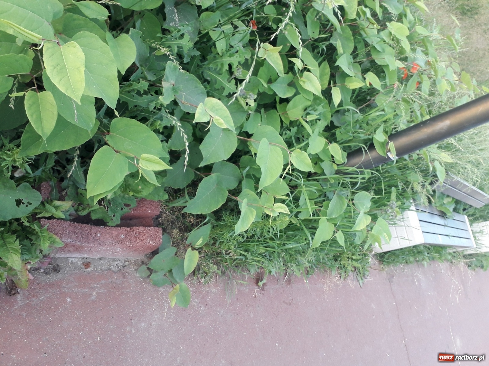 Zdjęcie w galerii na portalu naszraciborz.pl: Czy z nowymi bulwarami też tak będzie?  wiadomości z regionu