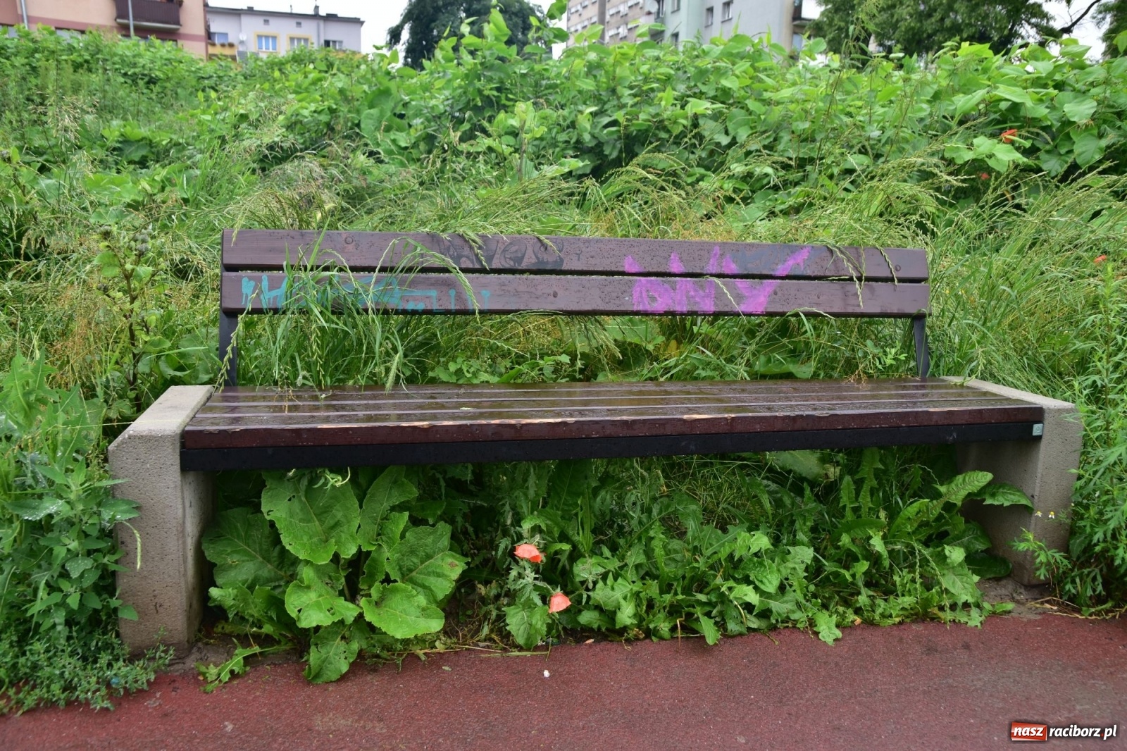 Zdjęcie w galerii na portalu naszraciborz.pl: Czy z nowymi bulwarami też tak będzie?  wiadomości z regionu