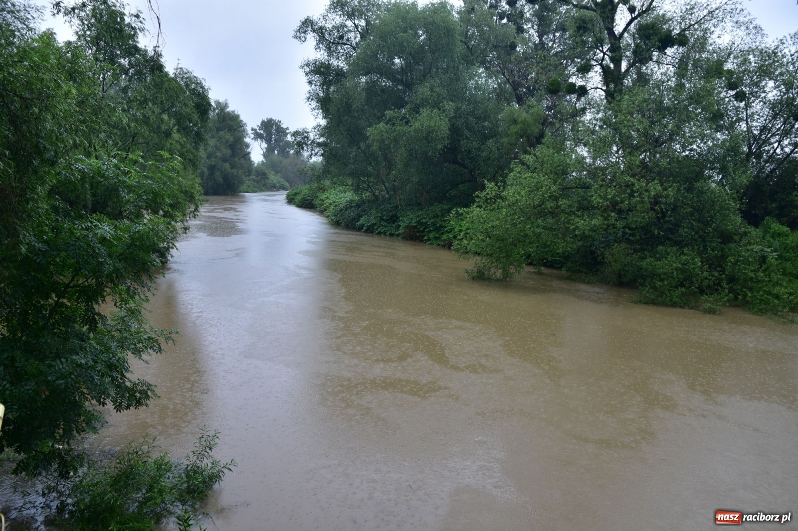 Zdjęcie w galerii na portalu naszraciborz.pl: Wezbranie Odry 20.06.2020 Racibórz - Grzegorzowice [ZDJĘCIA] wiadomości z regionu