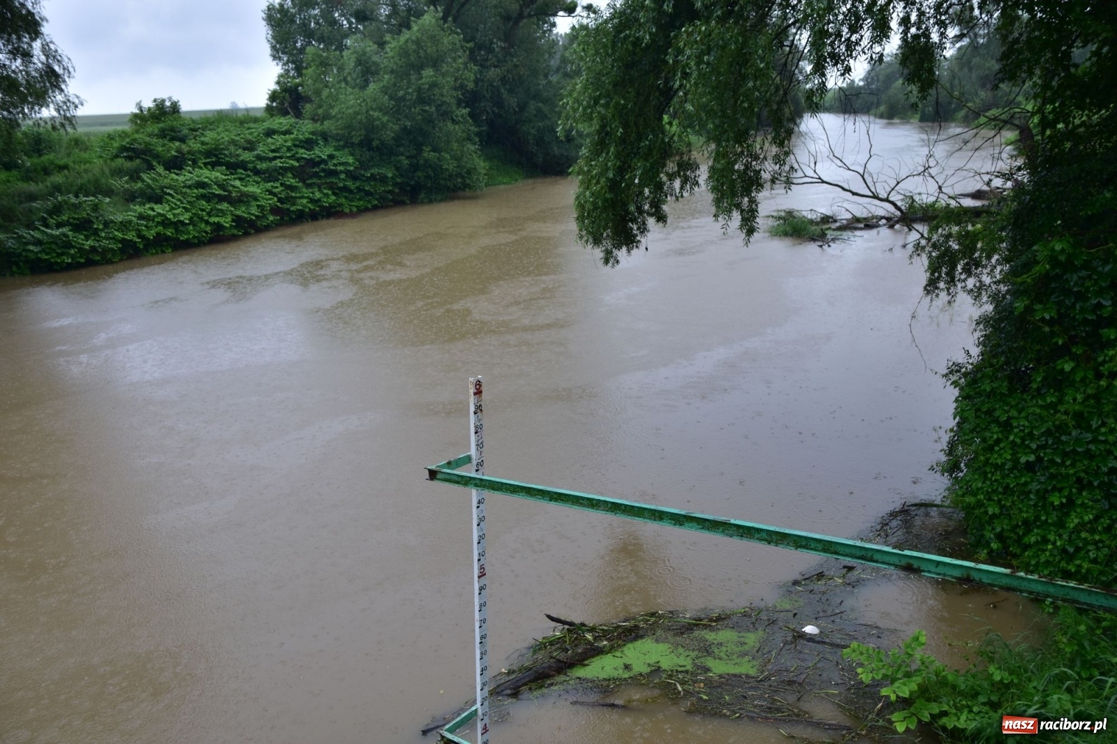 Zdjęcie w galerii na portalu naszraciborz.pl: Wezbranie Odry 20.06.2020 Racibórz - Grzegorzowice [ZDJĘCIA] wiadomości z regionu