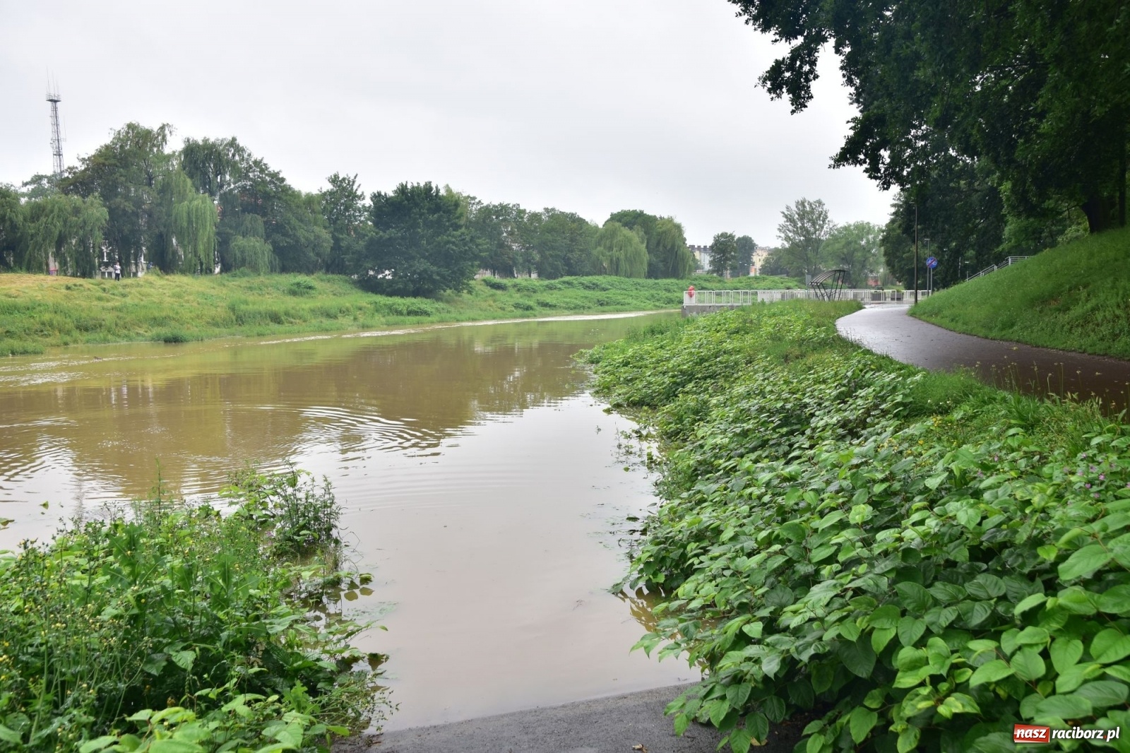 Zdjęcie w galerii na portalu naszraciborz.pl: Wezbranie Odry 20.06.2020 Racibórz - Grzegorzowice [ZDJĘCIA] wiadomości z regionu