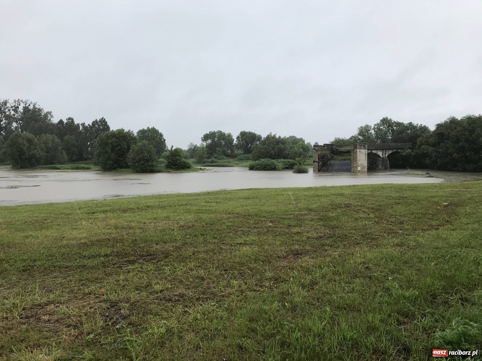 Zdjęcie w galerii na portalu naszraciborz.pl: Wezbranie Odry 20.06.2020 Racibórz - Grzegorzowice [ZDJĘCIA] wiadomości z regionu