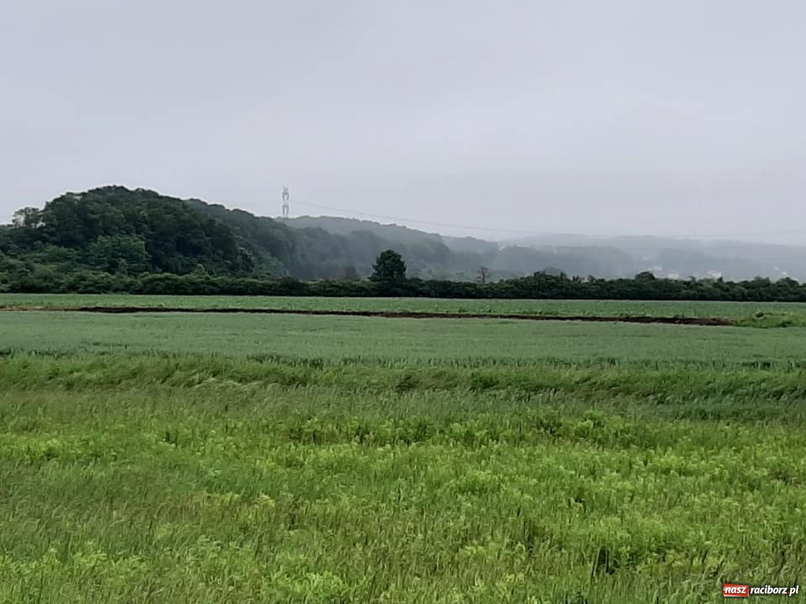 Zdjęcie w galerii na portalu naszraciborz.pl: Stany alarmowe na Odrze przekroczone. Czy grozi nam powódź?  wiadomości z regionu