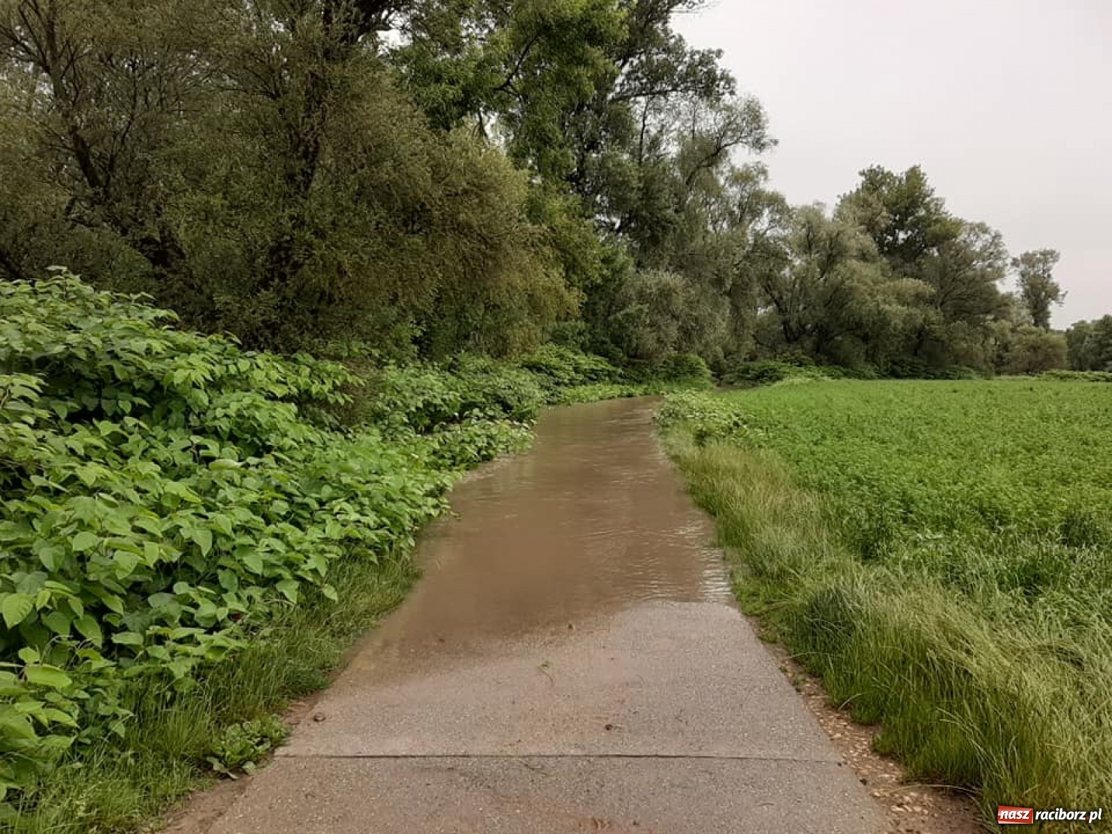 Zdjęcie w galerii na portalu naszraciborz.pl: Stany alarmowe na Odrze przekroczone. Czy grozi nam powódź?  wiadomości z regionu
