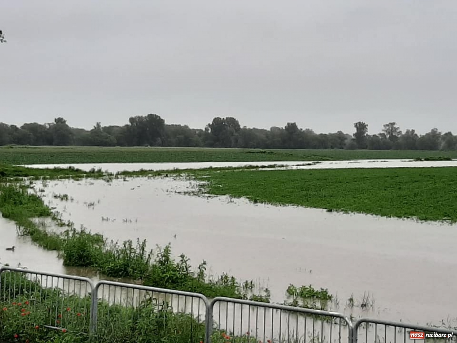Zdjęcie w galerii na portalu naszraciborz.pl: Stany alarmowe na Odrze przekroczone. Czy grozi nam powódź?  wiadomości z regionu