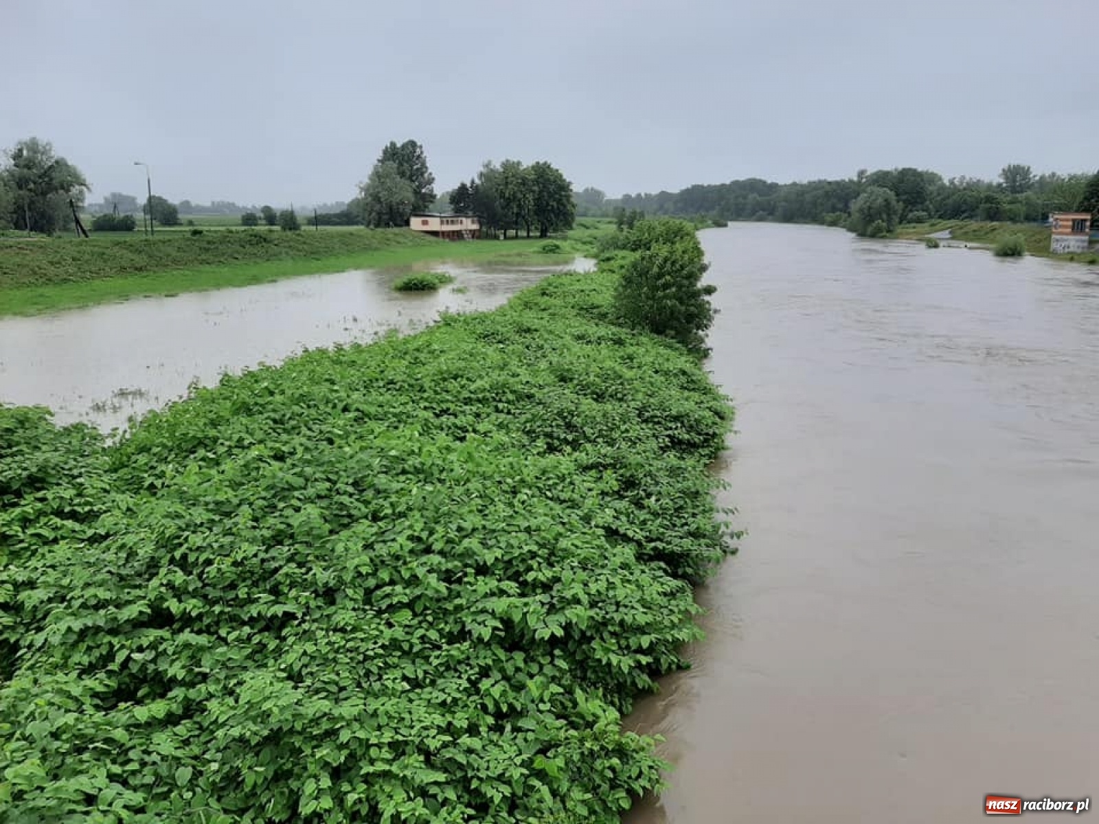 Zdjęcie w galerii na portalu naszraciborz.pl: Stany alarmowe na Odrze przekroczone. Czy grozi nam powódź?  wiadomości z regionu