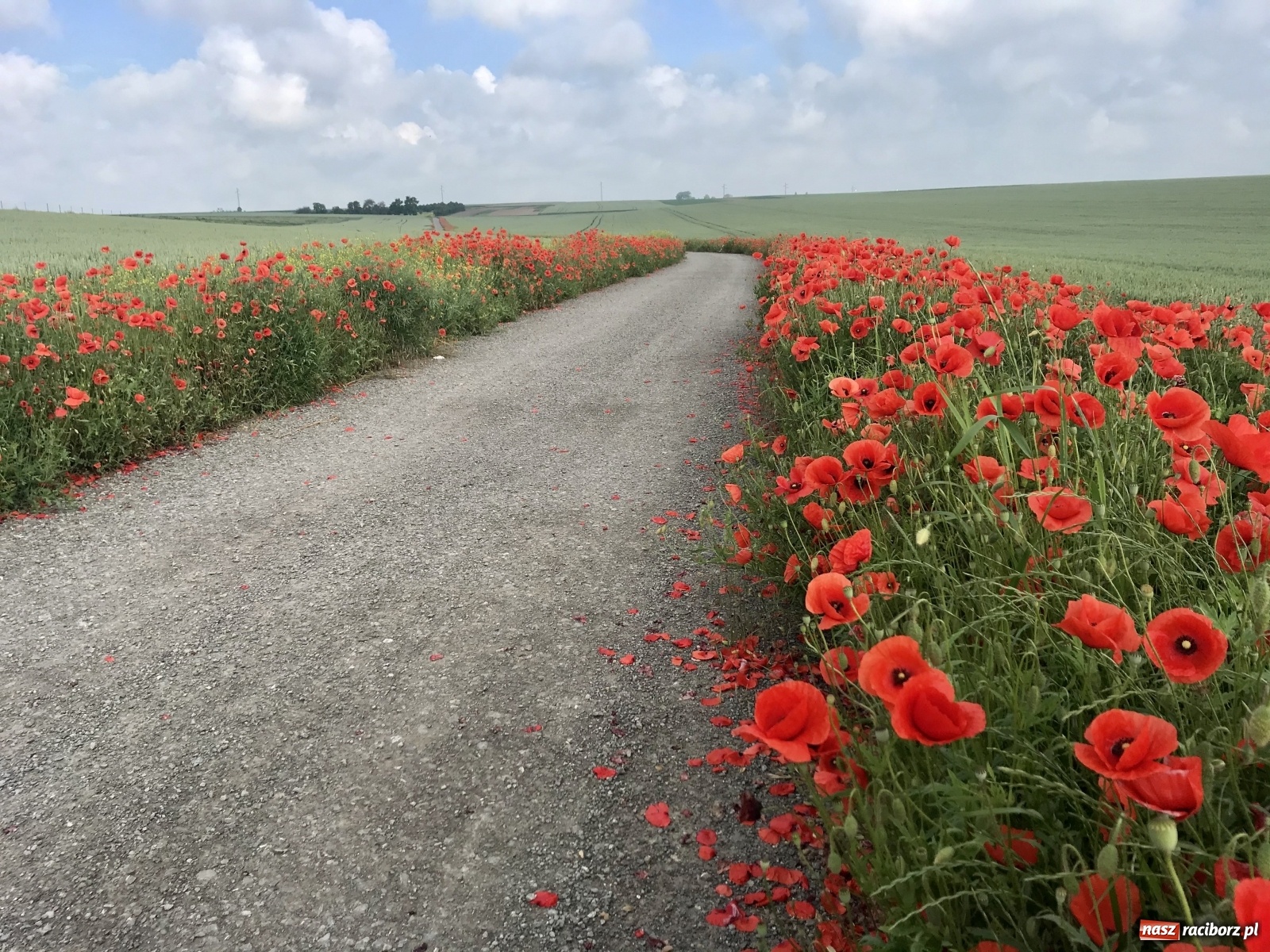 Zdjęcie w galerii na portalu naszraciborz.pl: Projekt Wędrówki po Ziemi Raciborskiej wystartował. Każdy może dołączyć!  wiadomości z regionu