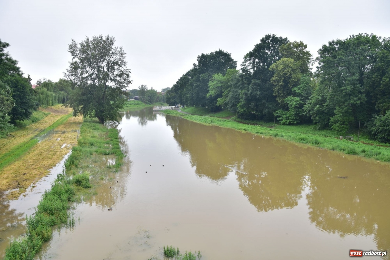 Zdjęcie w galerii na portalu naszraciborz.pl: Wojewoda zarządził pogotowie przeciwpowodziowe. Odra w Raciborzu w południe 21.06.2020 wiadomości z regionu