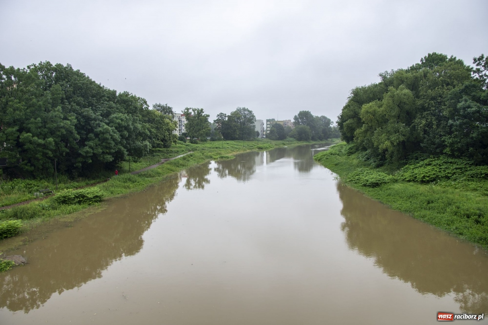 Zdjęcie w galerii na portalu naszraciborz.pl: Wojewoda zarządził pogotowie przeciwpowodziowe. Odra w Raciborzu w południe 21.06.2020 wiadomości z regionu
