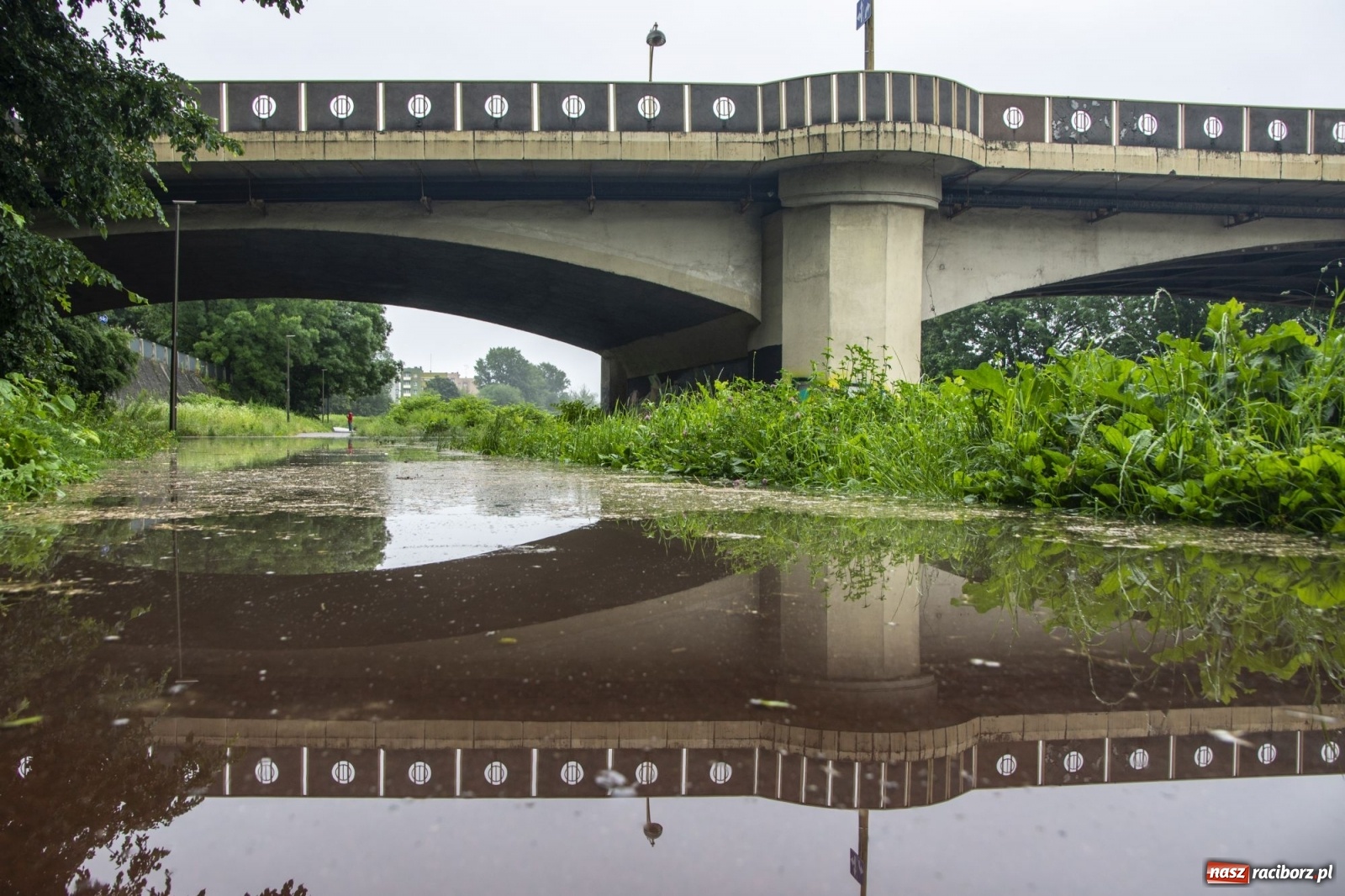 Zdjęcie w galerii na portalu naszraciborz.pl: Wojewoda zarządził pogotowie przeciwpowodziowe. Odra w Raciborzu w południe 21.06.2020 wiadomości z regionu