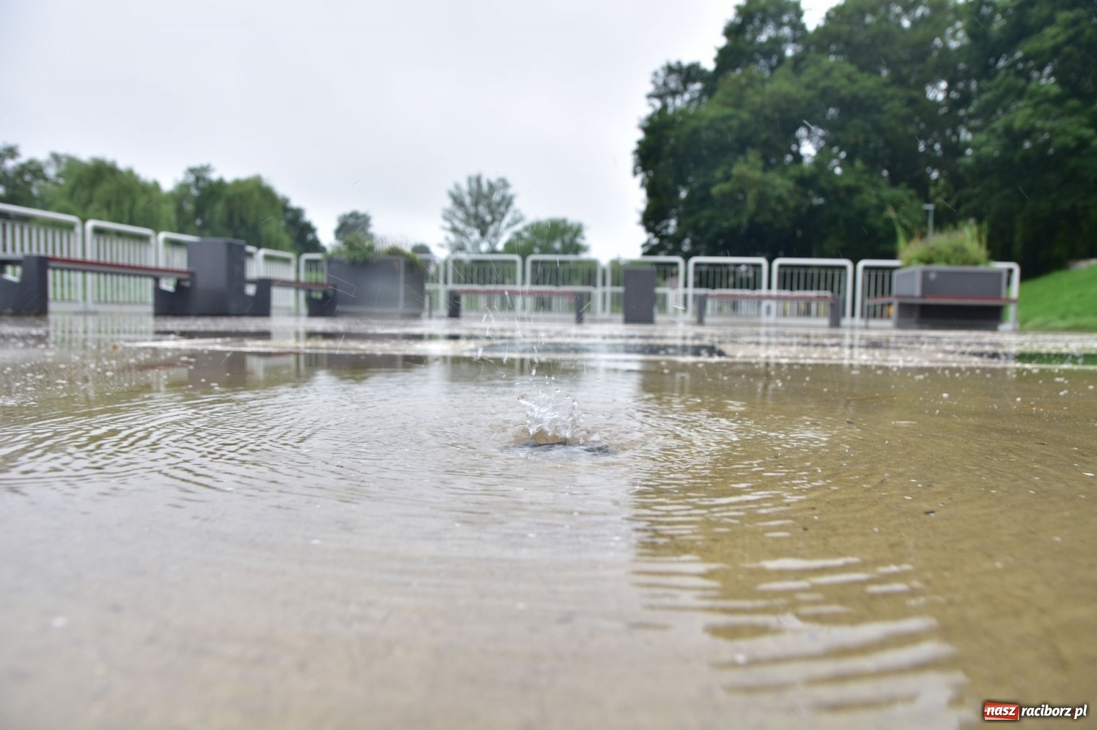 Zdjęcie w galerii na portalu naszraciborz.pl: Wojewoda zarządził pogotowie przeciwpowodziowe. Odra w Raciborzu w południe 21.06.2020 wiadomości z regionu