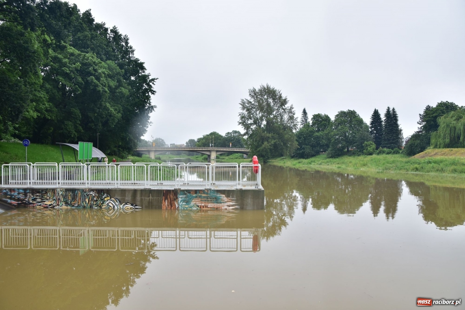 Zdjęcie w galerii na portalu naszraciborz.pl: Wojewoda zarządził pogotowie przeciwpowodziowe. Odra w Raciborzu w południe 21.06.2020 wiadomości z regionu