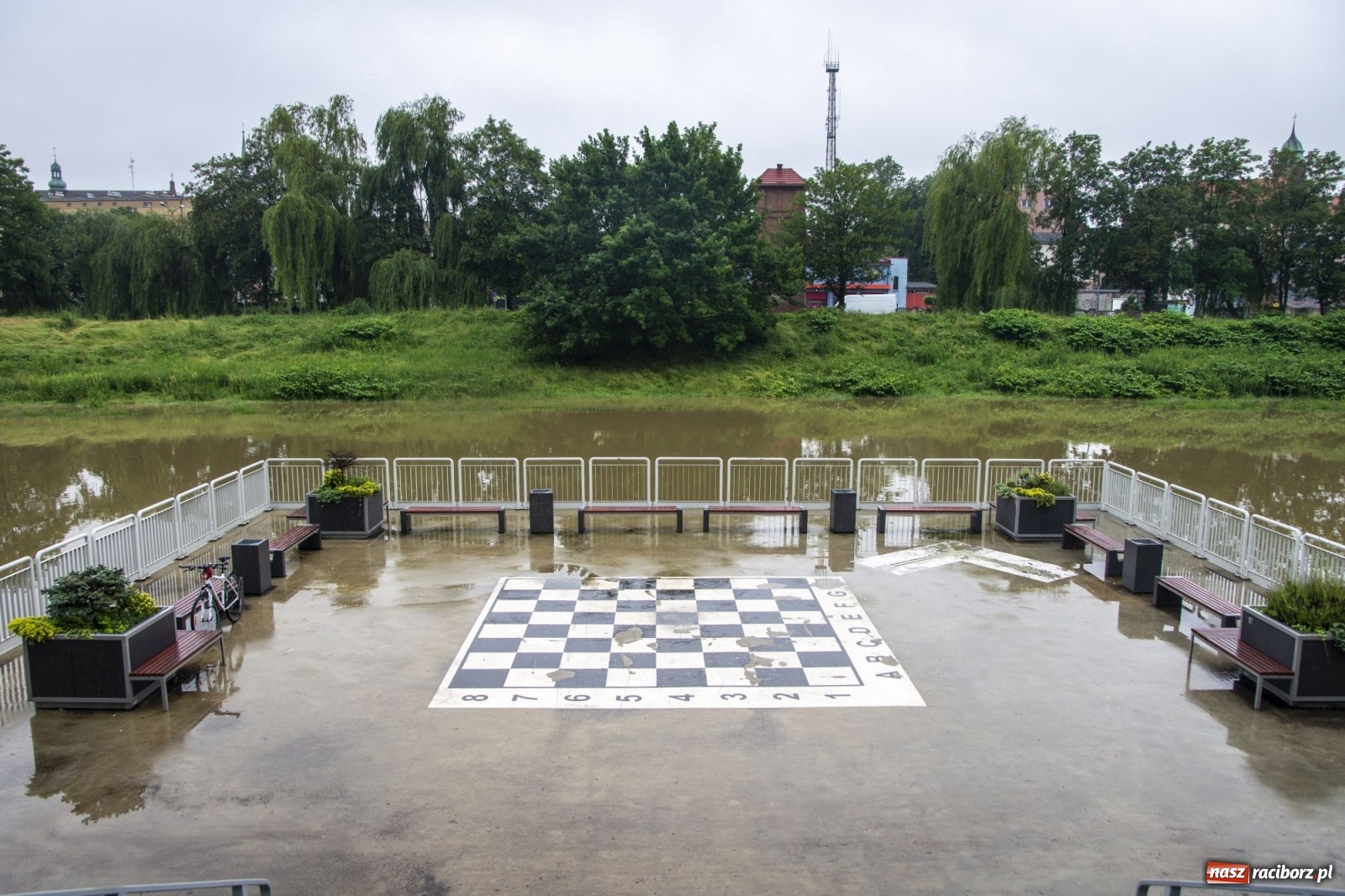 Zdjęcie w galerii na portalu naszraciborz.pl: Wojewoda zarządził pogotowie przeciwpowodziowe. Odra w Raciborzu w południe 21.06.2020 wiadomości z regionu