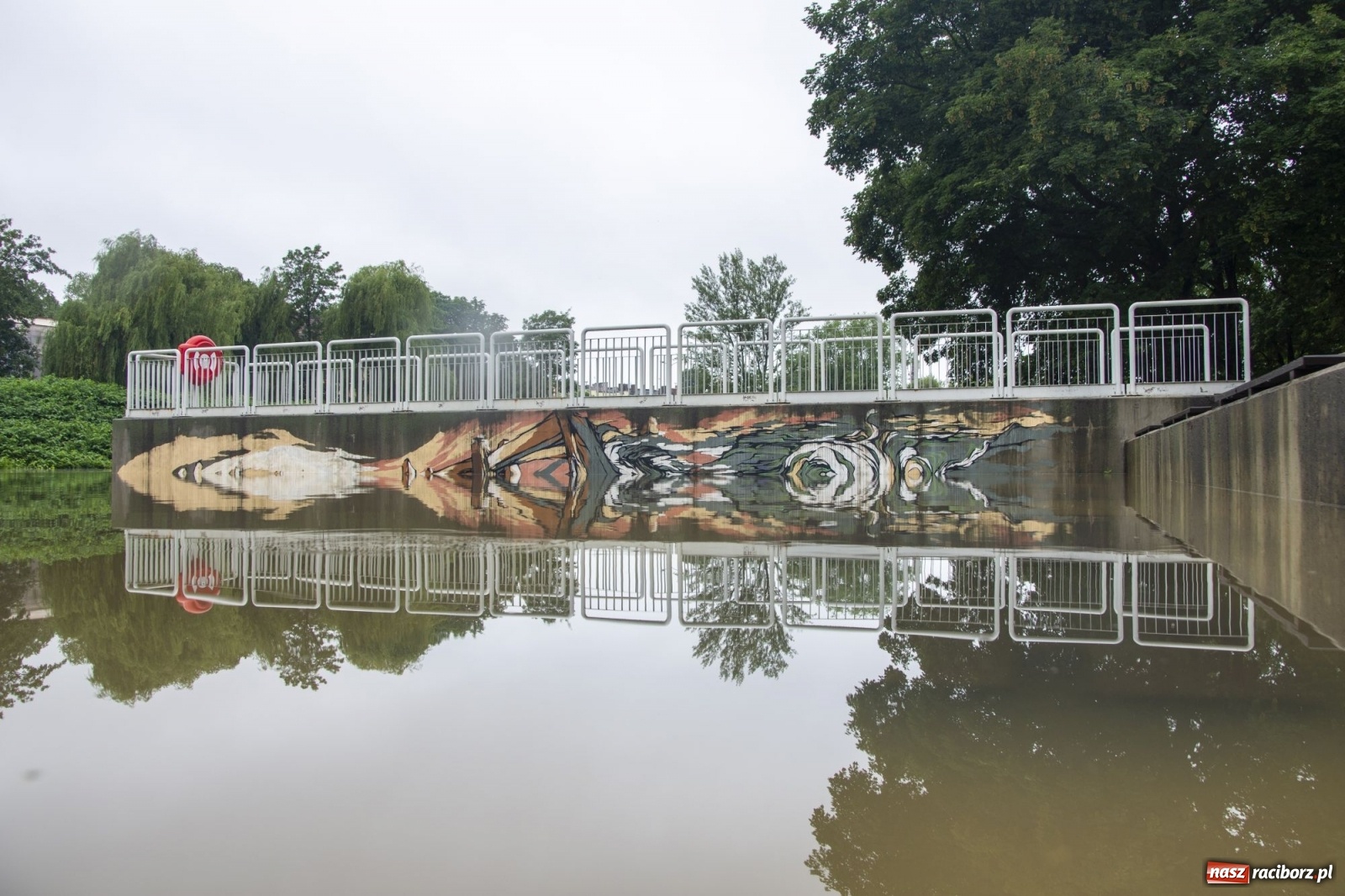 Zdjęcie w galerii na portalu naszraciborz.pl: Wojewoda zarządził pogotowie przeciwpowodziowe. Odra w Raciborzu w południe 21.06.2020 wiadomości z regionu
