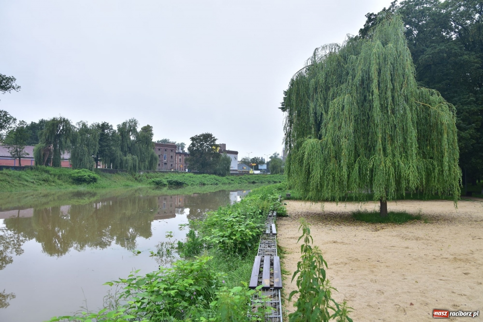 Zdjęcie w galerii na portalu naszraciborz.pl: Wojewoda zarządził pogotowie przeciwpowodziowe. Odra w Raciborzu w południe 21.06.2020 wiadomości z regionu