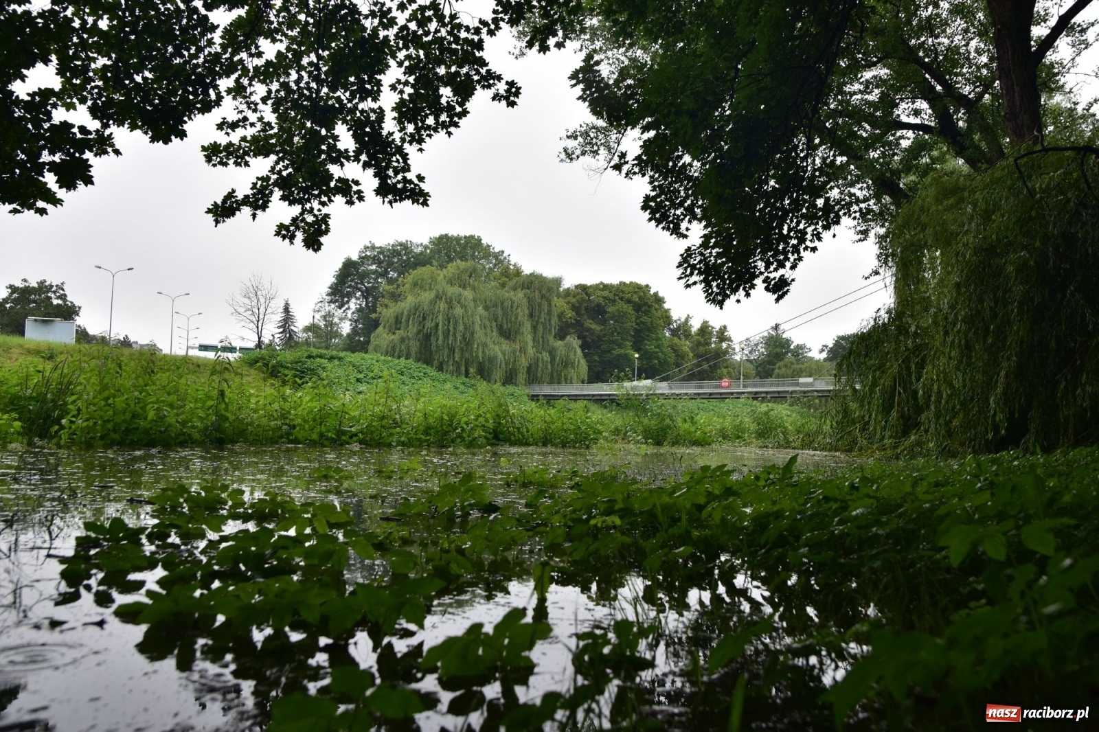 Zdjęcie w galerii na portalu naszraciborz.pl: Wojewoda zarządził pogotowie przeciwpowodziowe. Odra w Raciborzu w południe 21.06.2020 wiadomości z regionu