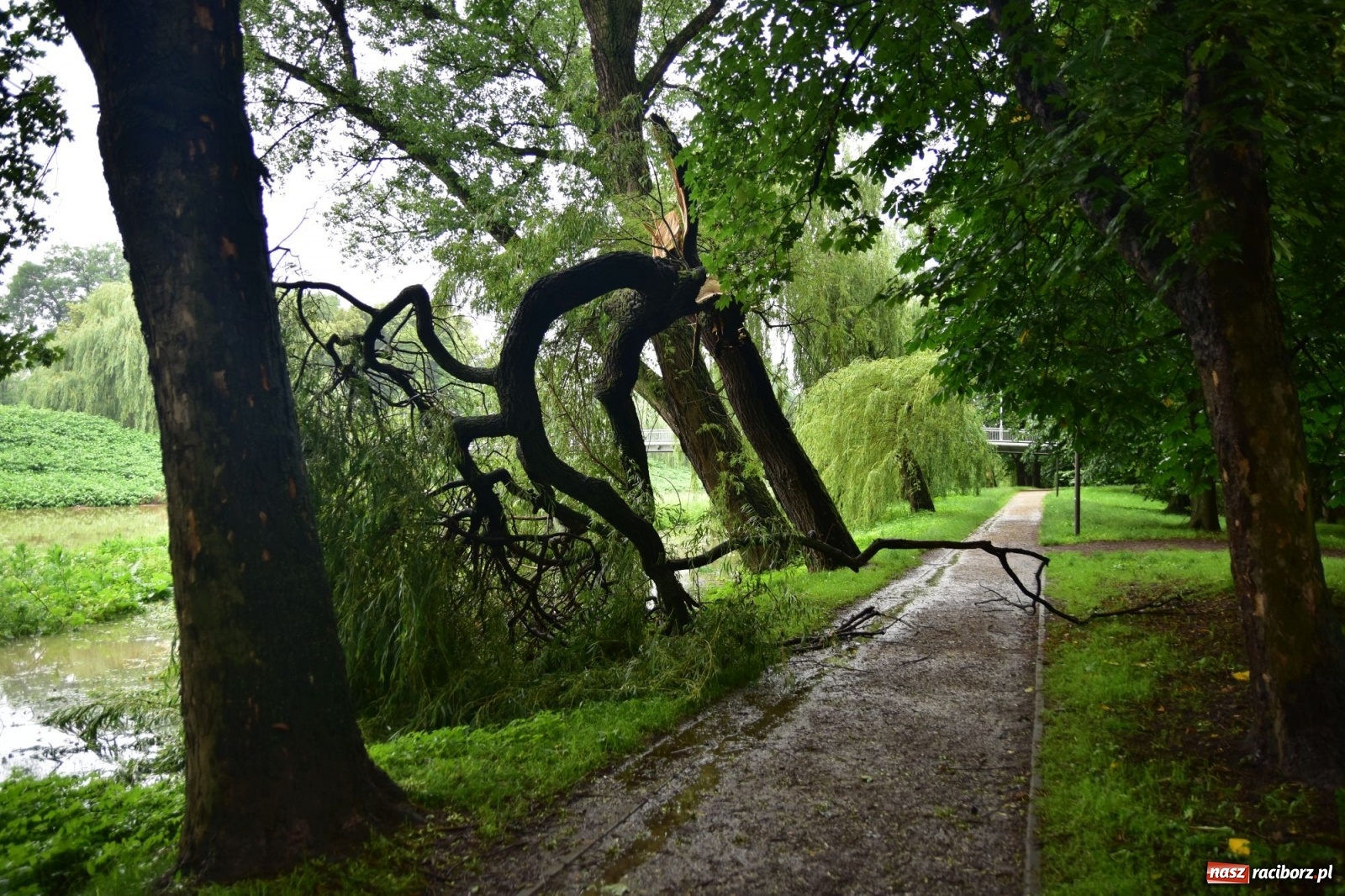 Zdjęcie w galerii na portalu naszraciborz.pl: Wojewoda zarządził pogotowie przeciwpowodziowe. Odra w Raciborzu w południe 21.06.2020 wiadomości z regionu