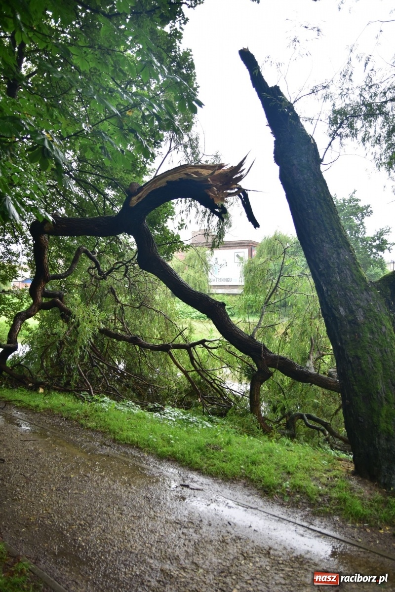 Zdjęcie w galerii na portalu naszraciborz.pl: Wojewoda zarządził pogotowie przeciwpowodziowe. Odra w Raciborzu w południe 21.06.2020 wiadomości z regionu