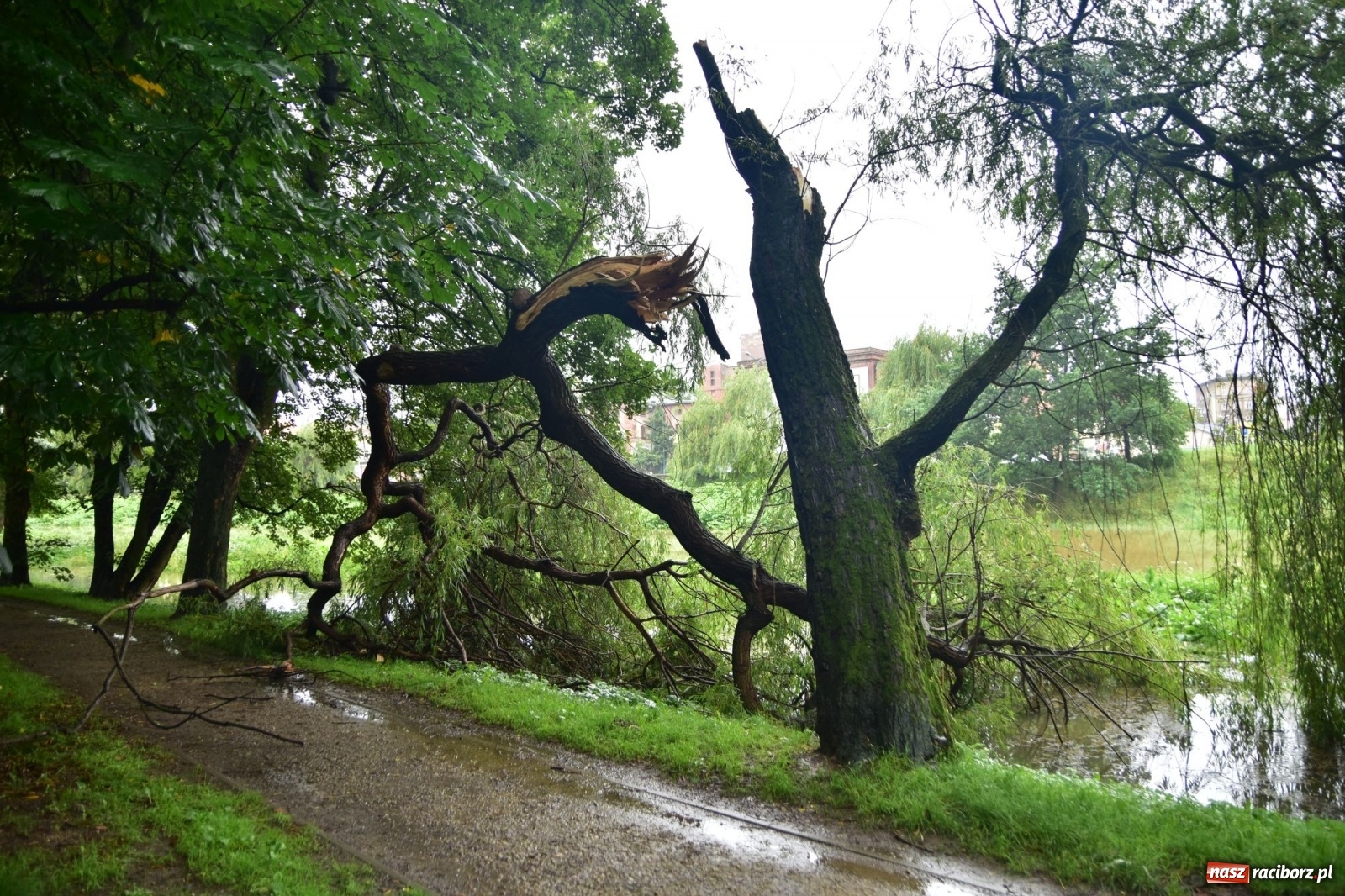 Zdjęcie w galerii na portalu naszraciborz.pl: Wojewoda zarządził pogotowie przeciwpowodziowe. Odra w Raciborzu w południe 21.06.2020 wiadomości z regionu