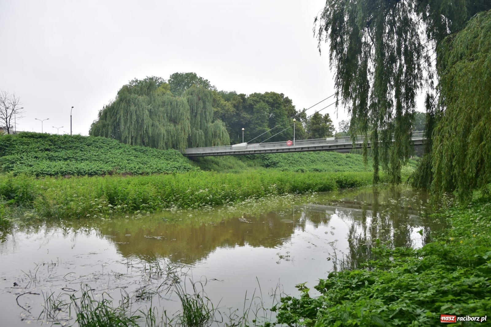 Zdjęcie w galerii na portalu naszraciborz.pl: Wojewoda zarządził pogotowie przeciwpowodziowe. Odra w Raciborzu w południe 21.06.2020 wiadomości z regionu