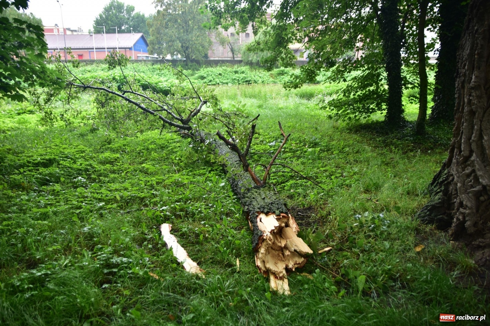 Zdjęcie w galerii na portalu naszraciborz.pl: Wojewoda zarządził pogotowie przeciwpowodziowe. Odra w Raciborzu w południe 21.06.2020 wiadomości z regionu