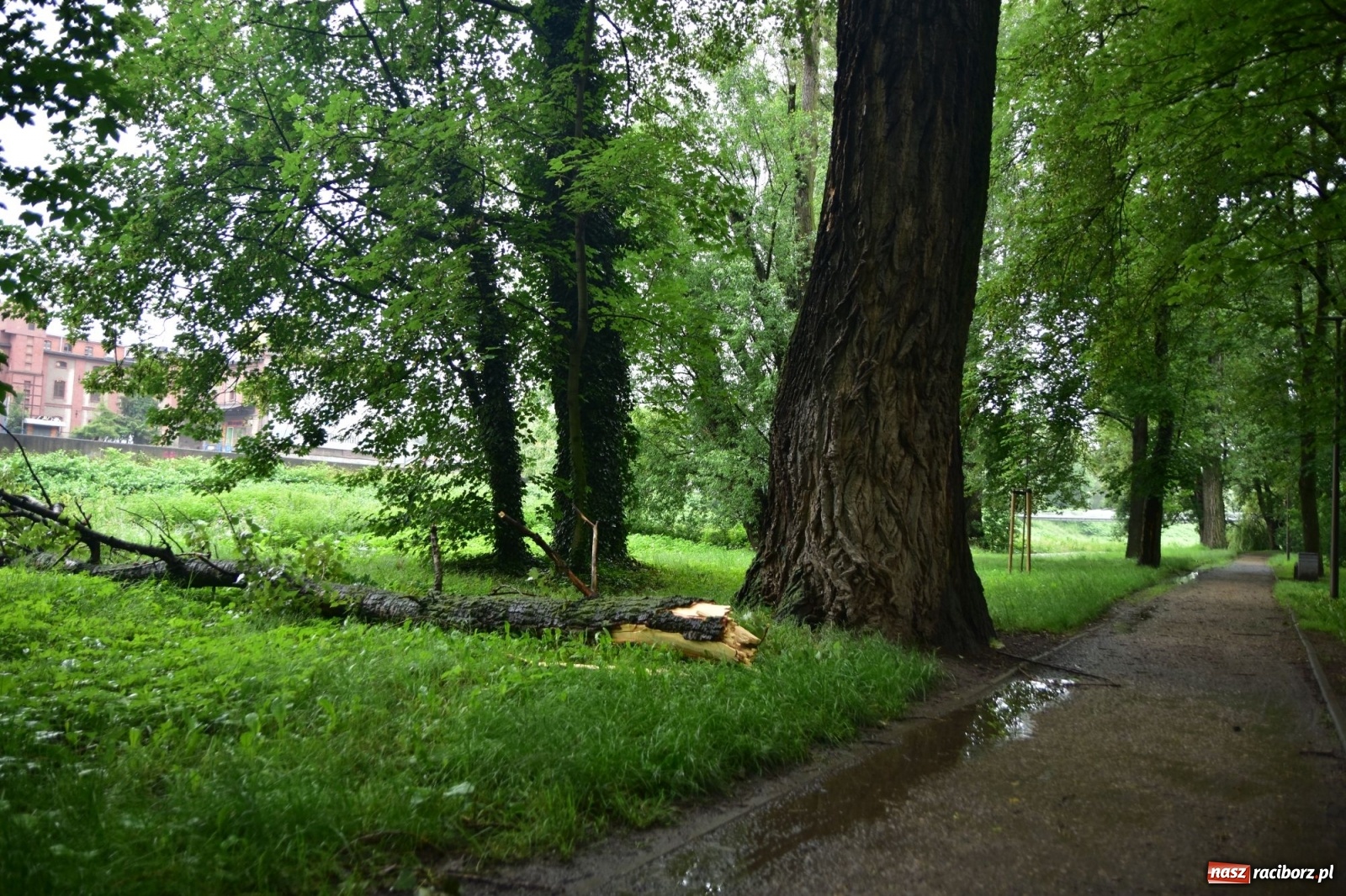 Zdjęcie w galerii na portalu naszraciborz.pl: Wojewoda zarządził pogotowie przeciwpowodziowe. Odra w Raciborzu w południe 21.06.2020 wiadomości z regionu
