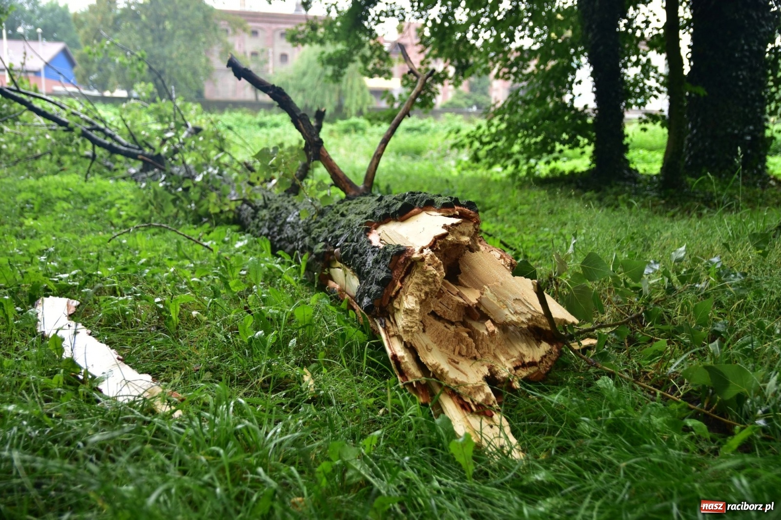 Zdjęcie w galerii na portalu naszraciborz.pl: Wojewoda zarządził pogotowie przeciwpowodziowe. Odra w Raciborzu w południe 21.06.2020 wiadomości z regionu