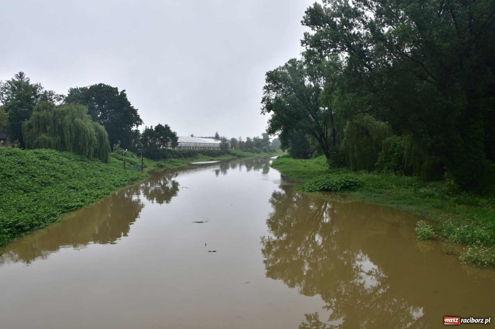 Zdjęcie w galerii na portalu naszraciborz.pl: Wojewoda zarządził pogotowie przeciwpowodziowe. Odra w Raciborzu w południe 21.06.2020 wiadomości z regionu