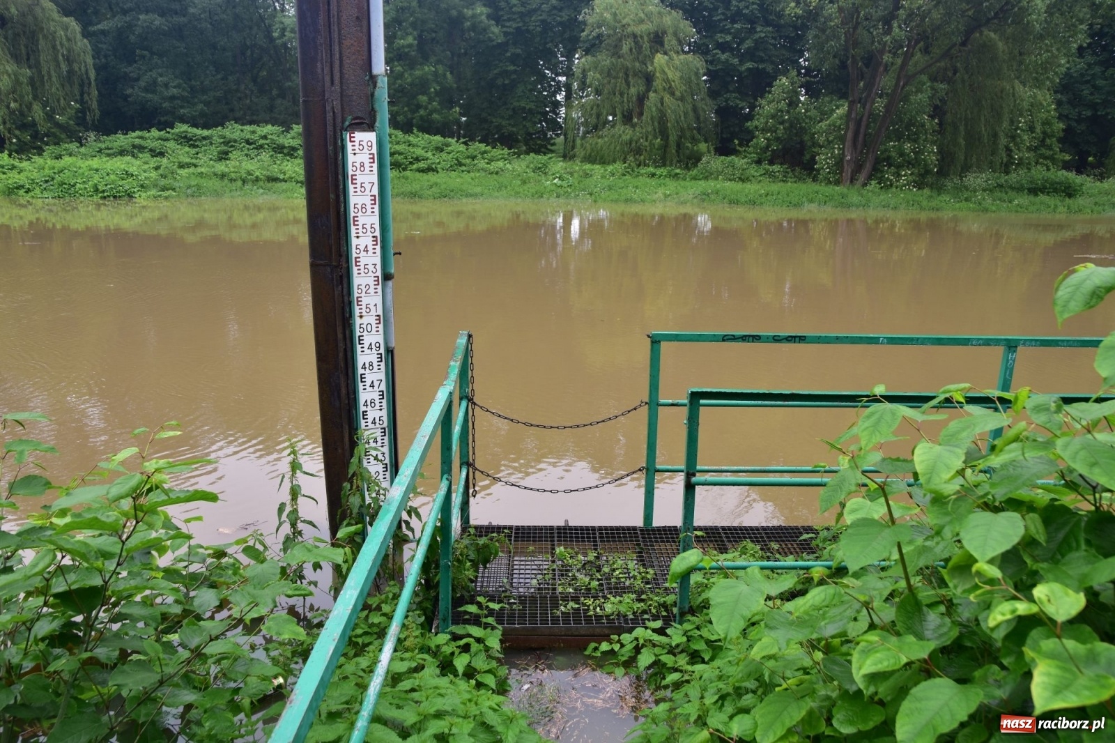 Zdjęcie w galerii na portalu naszraciborz.pl: Wojewoda zarządził pogotowie przeciwpowodziowe. Odra w Raciborzu w południe 21.06.2020 wiadomości z regionu