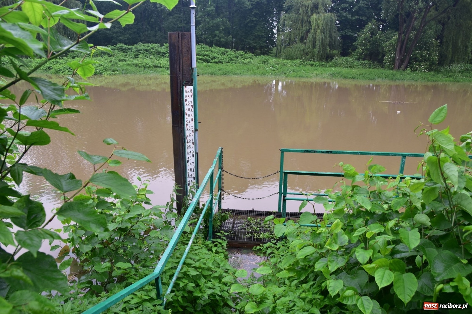 Zdjęcie w galerii na portalu naszraciborz.pl: Wojewoda zarządził pogotowie przeciwpowodziowe. Odra w Raciborzu w południe 21.06.2020 wiadomości z regionu