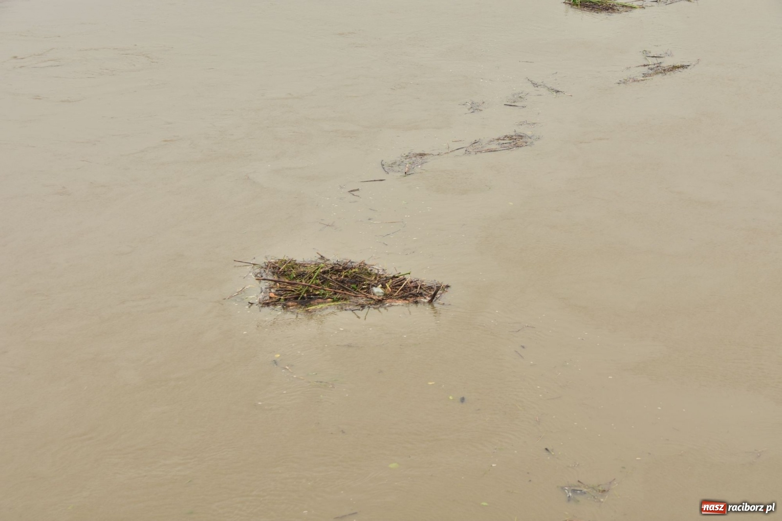 Zdjęcie w galerii na portalu naszraciborz.pl: Odra już stabilna. To był pomruk rzeki. Do wielkiej powodzi daleko [FOTO]  wiadomości z regionu