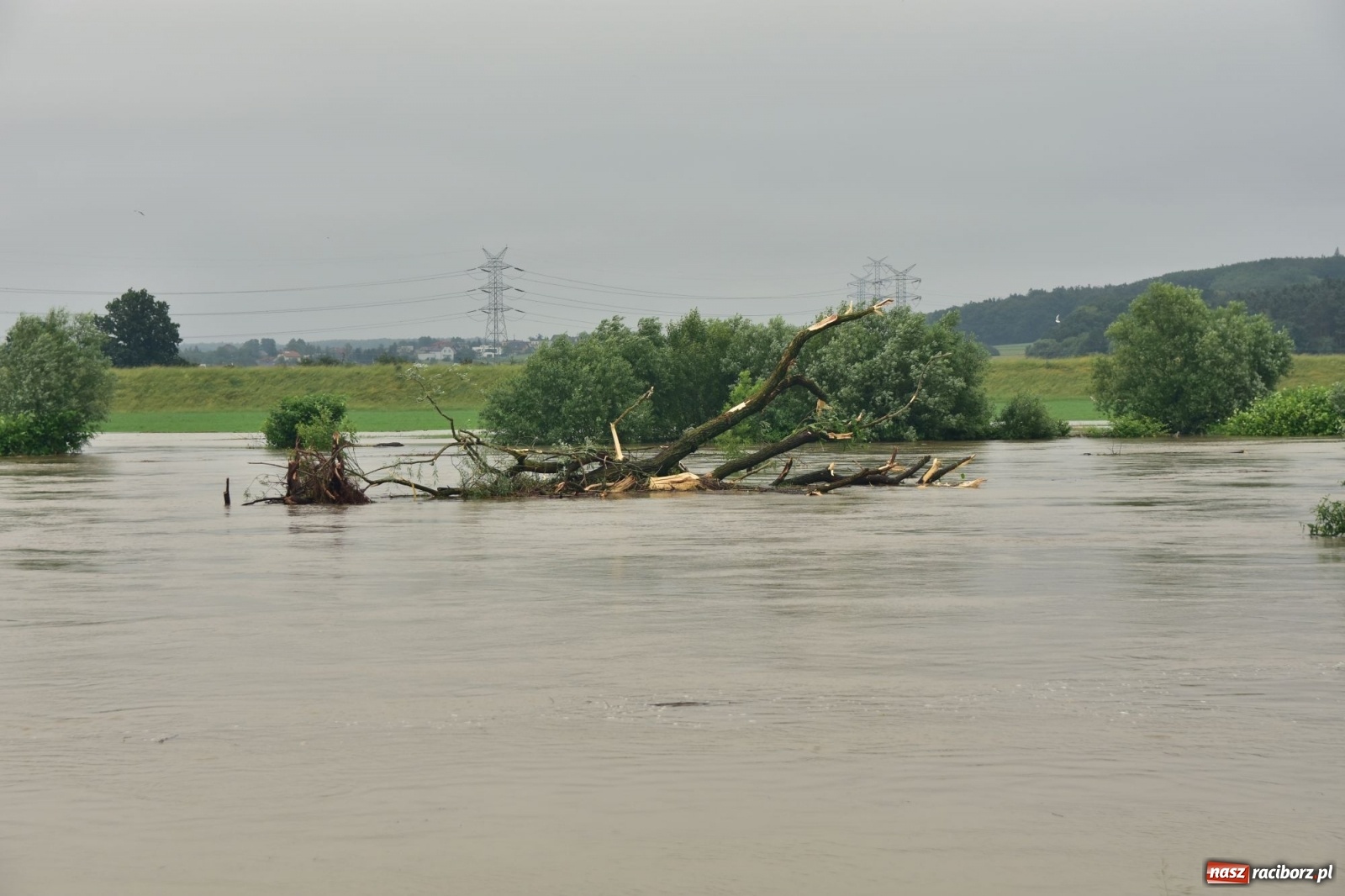 Zdjęcie w galerii na portalu naszraciborz.pl: Odra już stabilna. To był pomruk rzeki. Do wielkiej powodzi daleko [FOTO]  wiadomości z regionu