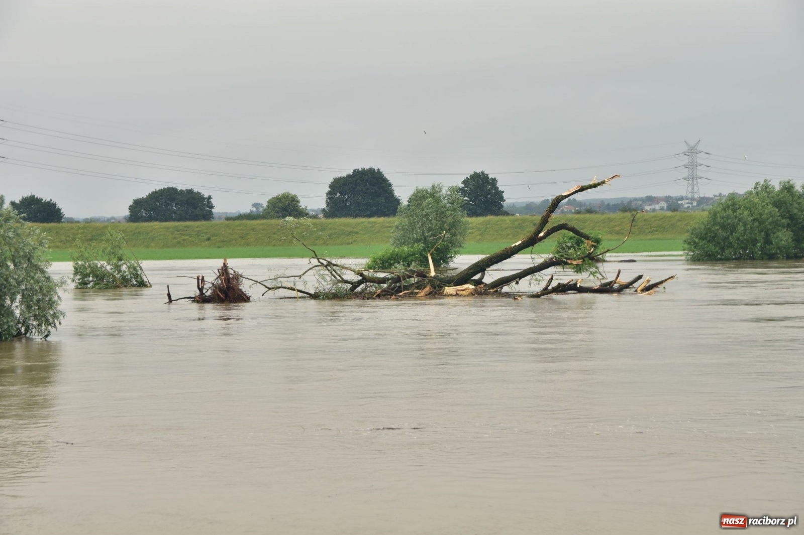 Zdjęcie w galerii na portalu naszraciborz.pl: Odra już stabilna. To był pomruk rzeki. Do wielkiej powodzi daleko [FOTO]  wiadomości z regionu