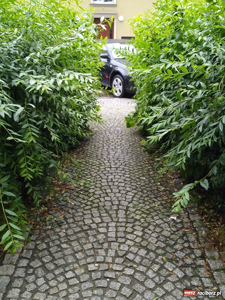 Zdjęcie w galerii na portalu naszraciborz.pl: Busz przy Browarnej zgłoszony do MZB wiadomości z regionu