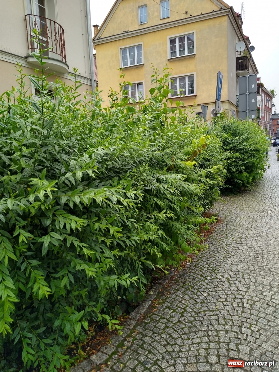 Zdjęcie w galerii na portalu naszraciborz.pl: Busz przy Browarnej zgłoszony do MZB wiadomości z regionu