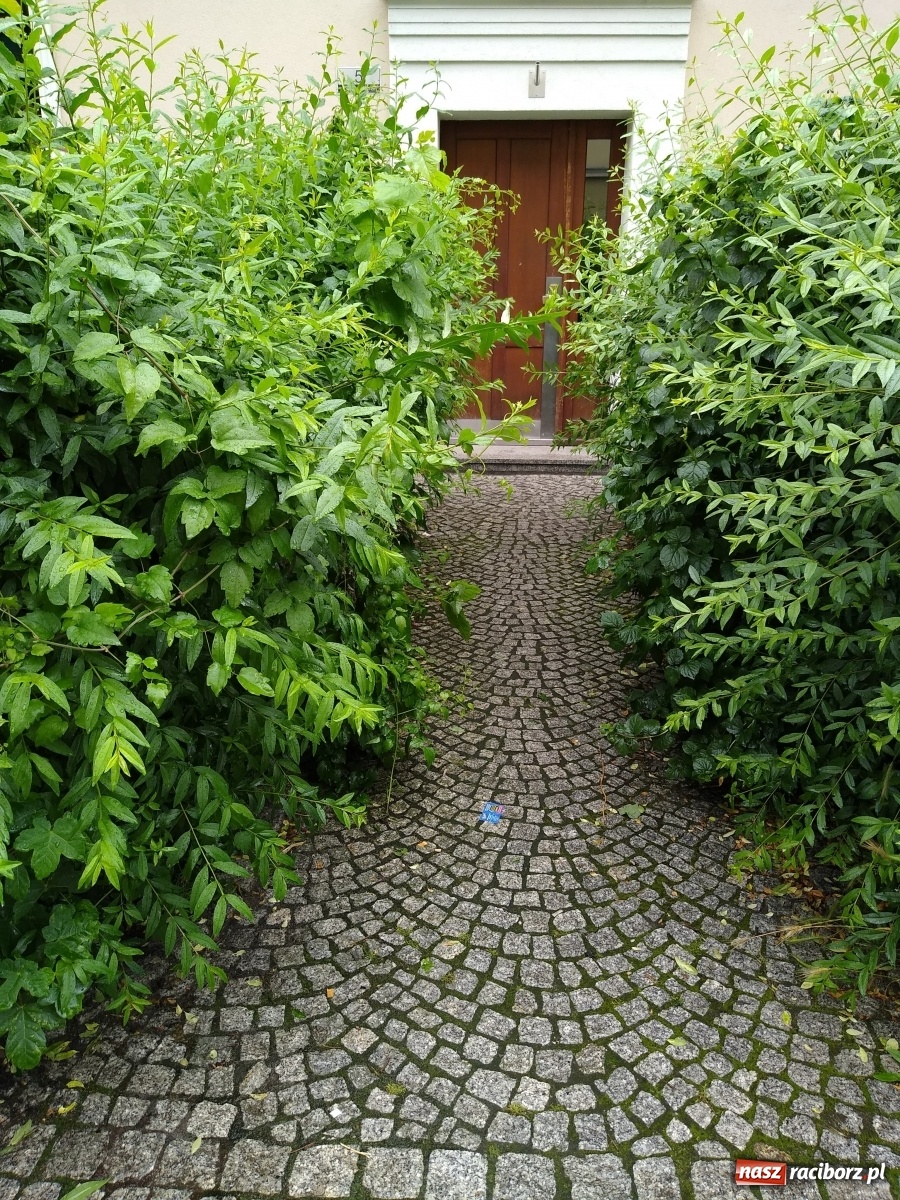 Zdjęcie w galerii na portalu naszraciborz.pl: Busz przy Browarnej zgłoszony do MZB wiadomości z regionu